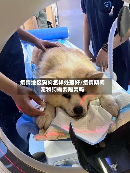 疫情地区狗狗怎样处理好/疫情期间宠物狗需要隔离吗-第2张图片