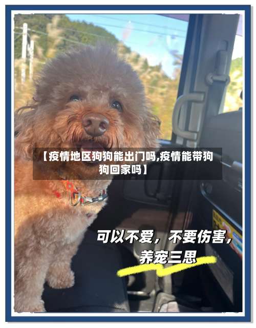 【疫情地区狗狗能出门吗,疫情能带狗狗回家吗】-第1张图片