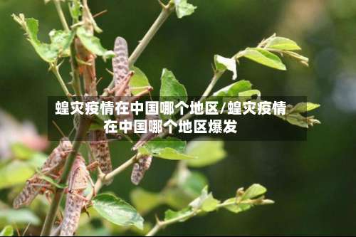 蝗灾疫情在中国哪个地区/蝗灾疫情在中国哪个地区爆发-第3张图片
